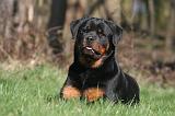 ROTTWEILER 522